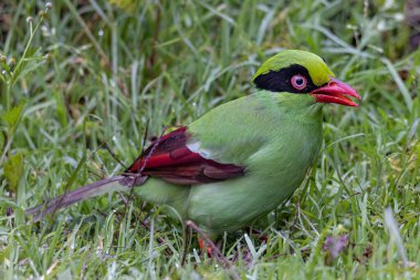 Borneo 'nun Yeşil Saksağan olarak bilinen yeşil kuşlarının doğa görüntüsü