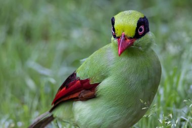 Borneo 'nun Yeşil Saksağan olarak bilinen yeşil kuşlarının doğa görüntüsü