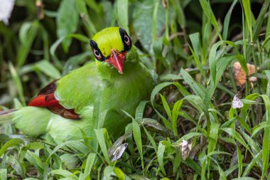 Borneo 'nun Yeşil Saksağan olarak bilinen yeşil kuşlarının doğa görüntüsü