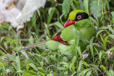 Borneo 'nun Yeşil Saksağan olarak bilinen yeşil kuşlarının doğa görüntüsü