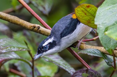 Güzel Blyth 'in Shrike-gevezesi (Pteruthius aeralatus) bir dalda duran kuş