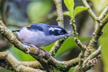 Beautiful Blyth's Shrike-babbler (Pteruthius aeralatus) bird standing on a branch clipart