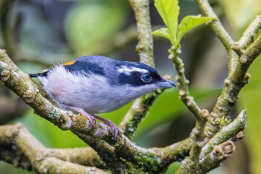 Güzel Blyth 'in Shrike-gevezesi (Pteruthius aeralatus) bir dalda duran kuş