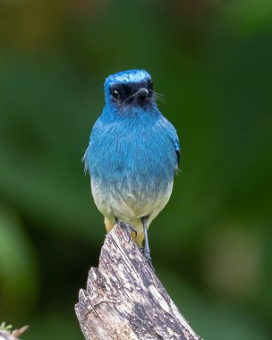 Beautiful blue color bird known as Indigo Flycatcher on perch at nature habits in Sabah, Borneo