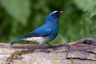 Sabah, Borneo 'daki doğa alışkanlıklarında tüneyen Indigo Flycatcher olarak bilinen güzel mavi kuş.