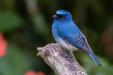 Beautiful blue color bird known as Indigo Flycatcher on perch at nature habits in Sabah, Borneo