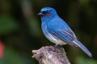 Beautiful blue color bird known as Indigo Flycatcher on perch at nature habits in Sabah, Borneo