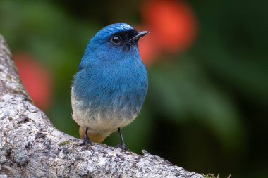 Beautiful blue color bird known as Indigo Flycatcher on perch at nature habits in Sabah, Borneo