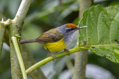 Ağaç dalına tüneyen Dağ Tailorbird 'ün doğa görüntüsü
