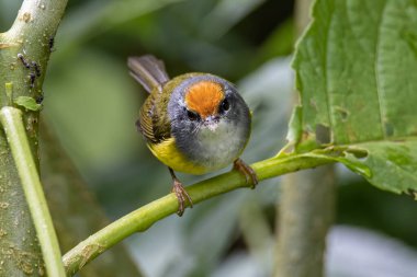 Ağaç dalına tüneyen Dağ Tailorbird 'ün doğa görüntüsü