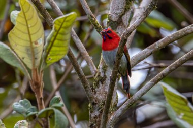 Montan Ormanı Sabah, Borneo 'da Güzel Temminck' in Sunbird 'ü (Aethopyga temminckii)