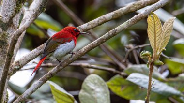 Montan Ormanı Sabah, Borneo 'da Güzel Temminck' in Sunbird 'ü (Aethopyga temminckii)