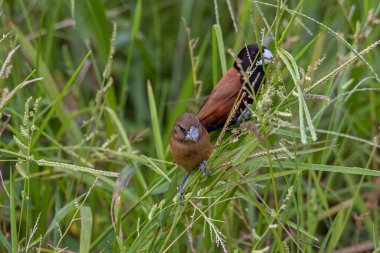 Beautiful small bird Chestnut Munia standing on the grasses with nature background clipart