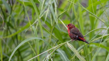 Yeşil çimlerin üzerinde oturan Erkek Kızıl Avadavat 'ın (Amandava amandava) doğa görüntüsü