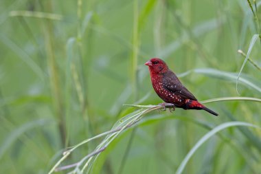Yeşil çimlerin üzerinde oturan Erkek Kızıl Avadavat 'ın (Amandava amandava) doğa görüntüsü