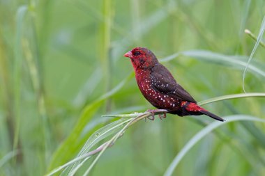 Yeşil çimlerin üzerinde oturan Erkek Kızıl Avadavat 'ın (Amandava amandava) doğa görüntüsü
