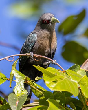 Kara Göbekli Malkoha 'nın güzel büyük kuşu ağaç dalına tünemiş.