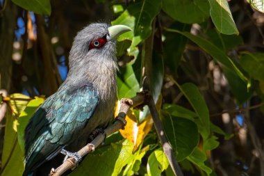 Kara Göbekli Malkoha 'nın güzel büyük kuşu ağaç dalına tünemiş.