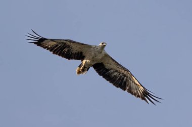 A raptor White-bellied Sea Eagle flying