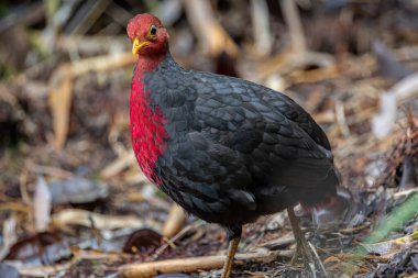 Crimson-headed partridge on deep jungle rainforest, It is endemic to the island of Borneo