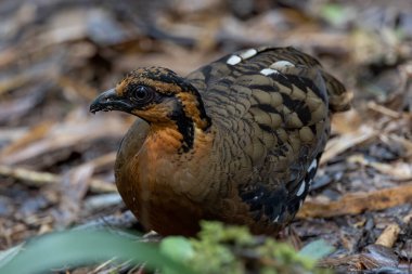 Red-breasted partridge also known as the Bornean hill-partridge It is endemic to hill and montane forest in Borneo