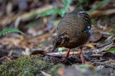 Red-breasted partridge also known as the Bornean hill-partridge It is endemic to hill and montane forest in Borneo