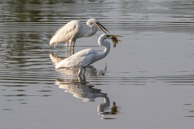 Great egret with catching a fish at wetland Sabah, Malaysia