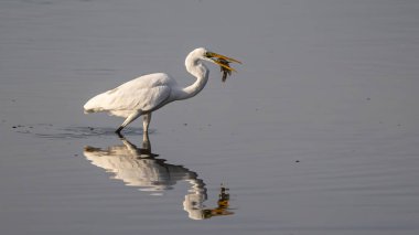 Great egret with catching a fish at wetland Sabah, Malaysia