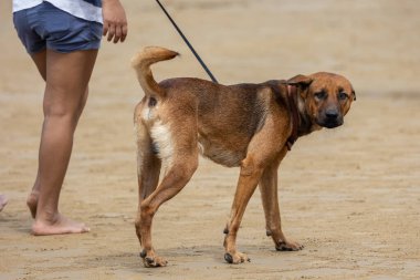 Kumsalda tasmalı bir köpek