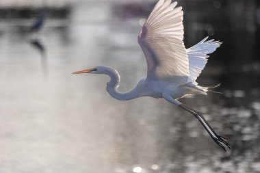 Nature wildlife image of cattle egret on flying