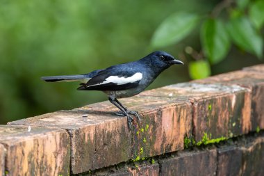 Orintal Magpie-robin 'in doğa kaldıracı kuşu.