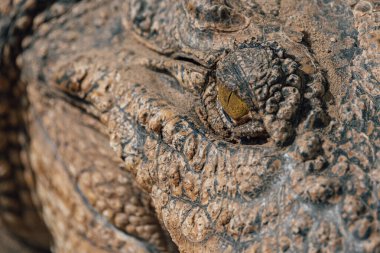 Timsah gözüne yakın çekim. Canlı bir timsahın gözünün yakın çekimi.
