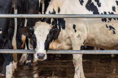 Çiftlikte inekler inekleri bir süt çiftlikte inekler