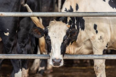 Çiftlikte inekler inekleri bir süt çiftlikte inekler