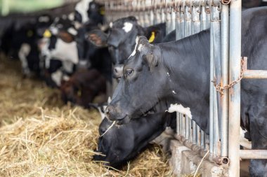 Çiftlikte inekler inekleri bir süt çiftlikte inekler