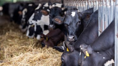 Çiftlikte inekler inekleri bir süt çiftlikte inekler