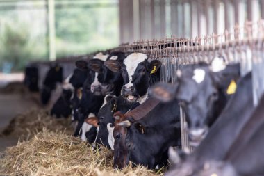 Çiftlikte inekler inekleri bir süt çiftlikte inekler