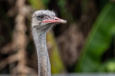 Doğa bulanık arkaplanlı devekuşu kafasının yakın çekimi