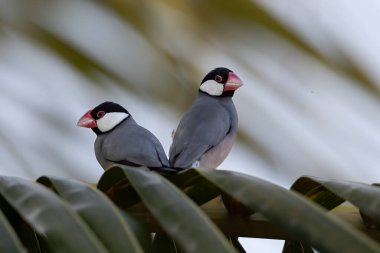 Bir çift güzel kuş Java serçesi (Lonchura oryzivora)