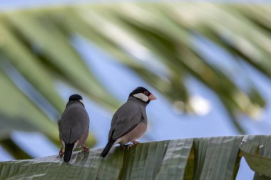 Bir çift güzel kuş Java serçesi (Lonchura oryzivora)