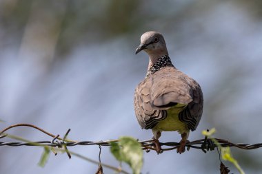 Nature wildlife image of pigeon Spotted dove