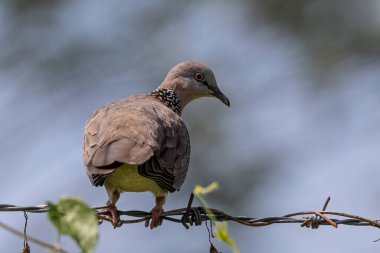 Nature wildlife image of pigeon Spotted dove