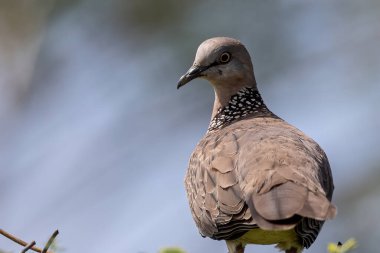 Nature wildlife image of pigeon Spotted dove clipart