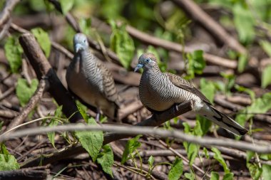 Nature wildlife image of pigeon Spotted dove