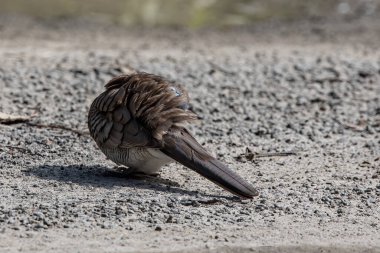 Nature wildlife image of pigeon Spotted dove