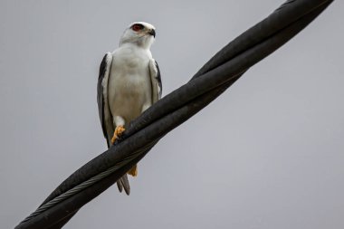 Siyah kanatlı uçurtma olarak da bilinir. Siyah omuzlu bir uçurtma olarak da bilinir..