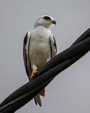 Siyah kanatlı uçurtma olarak da bilinir. Siyah omuzlu bir uçurtma olarak da bilinir..