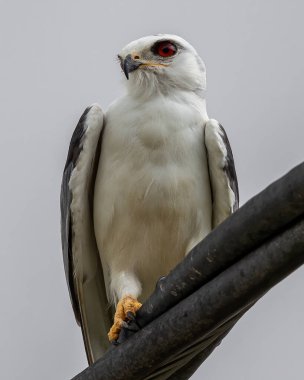 Black-winged Kite also known as a Black-shoulder kite eagle sitting on a cable. clipart