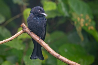 Bronze Drongo bird (Dicrurus aeneus) perching on tree branch