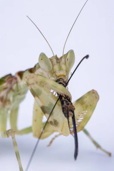 Macro Image Praying Mantis Creobroter Gemmatus Having Big Meal Isolated — Stock Photo, Image